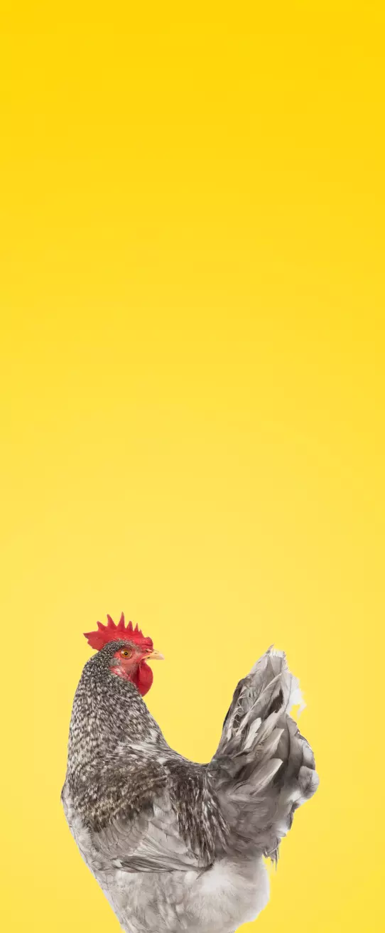 Altri Animali